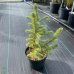 Smrek pichľavý (Picea Pungens)  ´BLUE DIAMOND´  - výška 30-40 cm, kont. C2L
